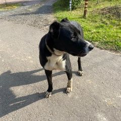 Подробнее об объявлении «Найдена собака Дмитров» Фото: найдена собака  «Найдена собака Дмитров» в г. Дмитров