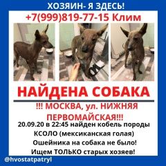 Подробнее об объявлении «Найдена собака кобель 20 сентября, в 22:45 Москва» Фото: найдена собака  «Найдена собака кобель 20 сентября, в 22:45 Москва» в г. Москва