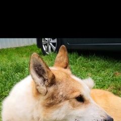 Подробнее об объявлении «Найдена собака кобель лайка Кольчугино» Фото: найдена собака  «Найдена собака кобель лайка Кольчугино» в г. Кольчугино