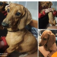 Подробнее об объявлении «Донецк Донецкая обл. Найдена собака такса девочка» Фото: найдена собака Такса «Донецк Донецкая обл. Найдена собака такса девочка» в г. Донецк Донецкая обл.