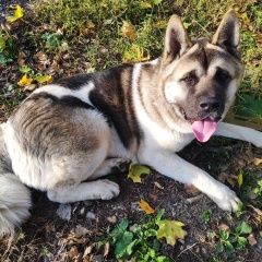 Подробнее об объявлении «Найдена собака кобель Москва» Фото: найдена собака Акита-ину «Найдена собака кобель Москва» в г. Москва