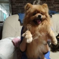 Подробнее об объявлении «Найдена собака Электросталь» Фото: найдена собака Немецкий шпиц «Найдена собака Электросталь» в г. Электросталь