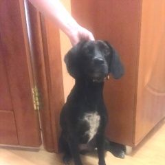 Подробнее об объявлении «Найдена собака курцхаар спаниель метис судогодский р-н Судогда» Фото: найдена собака Курцхаар «Найдена собака курцхаар спаниель метис...» в г. Судогда