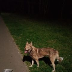 Подробнее об объявлении «Найдена собака саларьево юзао Москва» Фото: найдена собака  «Найдена собака саларьево юзао Москва» в г. Москва