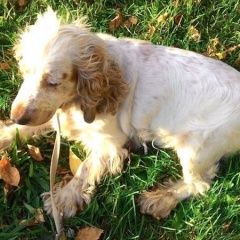 Подробнее об объявлении «Найдена собака спаниель юао бирюлёво-восточное Москва» Фото: найдена собака Английский кокер-спаниель «Найдена собака спаниель юао бирюлёво-восточное...» в г. Москва