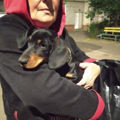 Подробнее об объявлении «Найдена собака кобель Курск» Фото: найдена собака Такса «Найдена собака кобель Курск» в г. Курск