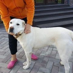 Подробнее об объявлении «Найдена собака белая сука алабая Троицк» Фото: найдена собака Среднеазиатская овчарка «Найдена собака белая сука алабая Троицк» в г. Троицк