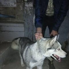 Подробнее об объявлении «Найдена собака хдружелюбная хаски Волгоград» Фото: найдена собака Сибирская хаски «Найдена собака хдружелюбная хаски Волгоград» в г. Волгоград