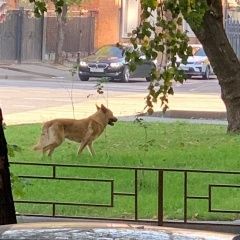 Подробнее об объявлении «Найдена собака кобель ищет хозяина Москва» Фото: найдена собака Австралийская овчарка «Найдена собака кобель ищет хозяина Москва» в г. Москва