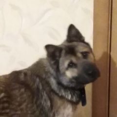 Подробнее об объявлении «Нижний Тагил Найдена собака кобель» Фото: найдена собака  «Нижний Тагил Найдена собака кобель» в г. Нижний Тагил