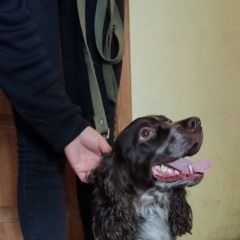 Подробнее об объявлении «Найдена собака кобель спаниель Санкт-Петербург» Фото: найдена собака  «Найдена собака кобель спаниель Санкт-Петербург» в г. Санкт-Петербург