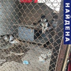 Подробнее об объявлении «Ессентуки Найдена собака кобель» Фото: найдена собака  «Ессентуки Найдена собака кобель» в г. Ессентуки