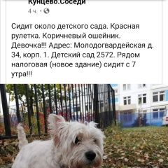 Подробнее об объявлении «Найдена собака Москва» Фото: найдена собака  «Найдена собака Москва» в г. Москва