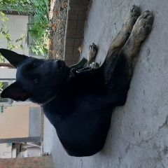 Подробнее об объявлении «Найдена собака кобель с ошейником Краснодар» Фото: найдена собака  «Найдена собака кобель с ошейником Краснодар» в г. Краснодар