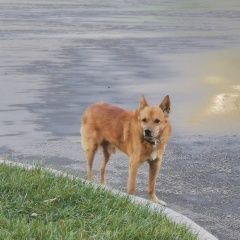 Подробнее об объявлении «Найдена собака кобель Москва» Фото: найдена собака  «Найдена собака кобель Москва» в г. Москва