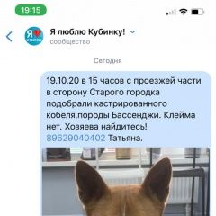 Подробнее об объявлении «Найдена собака кобель Кубинка» Фото: найдена собака Басенджи «Найдена собака кобель Кубинка» в г. Кубинка