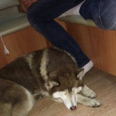 Подробнее об объявлении «Найдена собака сормово, Нижний Новгород» Фото: найдена собака  «Найдена собака сормово, Нижний Новгород» в г. Нижний Новгород