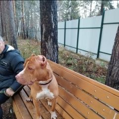 Подробнее об объявлении «Екатеринбург Найдена собака кобель питбультерьер» Фото: найдена собака  «Екатеринбург Найдена собака кобель питбультерьер» в г. Екатеринбург