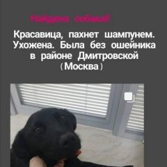 Подробнее об объявлении «Найдена собака гладкошерстная черная молодая сука Москва» Фото: найдена собака  «Найдена собака гладкошерстная черная молодая...» в г. Москва