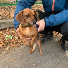 Подробнее об объявлении «Липецк Найдена собака кобель верну вледельцу потерчшку» Фото: найдена собака  «Липецк Найдена собака кобель верну вледельцу...» в г. Липецк