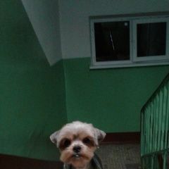 Подробнее об объявлении «Найдена собака Электросталь» Фото: найдена собака  «Найдена собака Электросталь» в г. Электросталь