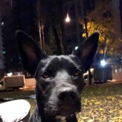 Подробнее об объявлении «Найдена собака девочка Москва» Фото: найдена собака  «Найдена собака девочка Москва» в г. Москва