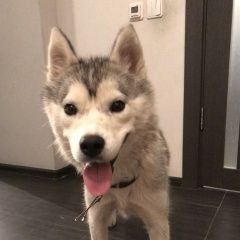 Подробнее об объявлении «Найдена собака хаски или лайка Октябрьский (Московская обл.)» Фото: найдена собака Сибирская хаски «Найдена собака хаски или лайка Октябрьский...» в г. Октябрьский (Московская обл.)