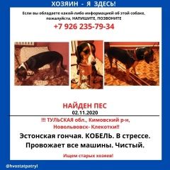 Подробнее об объявлении «Найдена собака эстонская гончая Кимовск» Фото: найдена собака  «Найдена собака эстонская гончая Кимовск» в г. Кимовск