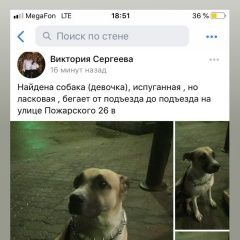 Подробнее об объявлении «Найдена собака Дзержинск» Фото: найдена собака  «Найдена собака Дзержинск» в г. Дзержинск