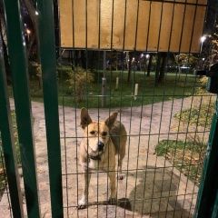 Подробнее об объявлении «Найдена собака кобель Москва» Фото: найдена собака  «Найдена собака кобель Москва» в г. Москва