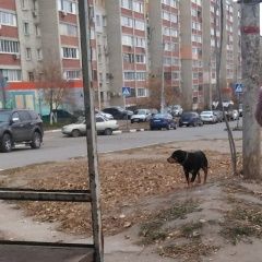 Подробнее об объявлении «Найдена собака бегает на зарубина 2дня Саратов» Фото: найдена собака Ротвейлер «Найдена собака бегает на зарубина 2дня Саратов» в г. Саратов