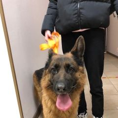 Подробнее об объявлении «Найдена собака  у макдональдса у станции раме Раменское» Фото: найдена собака Немецкая овчарка «Найдена собака  у макдональдса у станции раме...» в г. Раменское