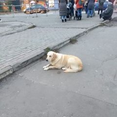 Подробнее об объявлении «Найдена собака кобель Балашиха» Фото: найдена собака  «Найдена собака кобель Балашиха» в г. Балашиха