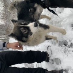 Подробнее об объявлении «Найдена собака кобель метис хаски Балашиха» Фото: найдена собака  «Найдена собака кобель метис хаски Балашиха» в г. Балашиха