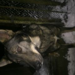 Подробнее об объявлении «Найдена собака кобель михайло ярцевское поселение Вороново» Фото: найдена собака  «Найдена собака кобель михайло ярцевское...» в г. Вороново