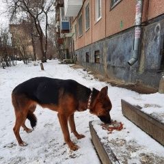 Подробнее об объявлении «Найдена собака в 12 микрорайоне Ангарск» Фото: найдена собака  «Найдена собака в 12 микрорайоне Ангарск» в г. Ангарск