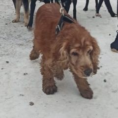 Подробнее об объявлении «Найдена собака кобель спаниель Подольск» Фото: найдена собака Английский кокер-спаниель «Найдена собака кобель спаниель Подольск» в г. Подольск