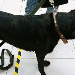 Подробнее об объявлении «Найдена собака в калининском районе, спб Санкт-Петербург» Фото: найдена собака  «Найдена собака в калининском районе, спб...» в г. Санкт-Петербург
