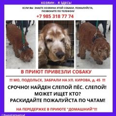 Подробнее об объявлении «Найдена собака кобель пёсик Подольск» Фото: найдена собака Русский охотничий спаниель «Найдена собака кобель пёсик Подольск» в г. Подольск