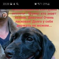 Подробнее об объявлении «Найдена собака Ялта» Фото: найдена собака  «Найдена собака Ялта» в г. Ялта