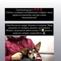 Подробнее об объявлении «Найдена собака кобель с травмой задней лапы Краснодар» Фото: найдена собака  «Найдена собака кобель с травмой задней лапы...» в г. Краснодар
