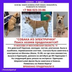 Подробнее об объявлении «Найдена собака путешествовала на электричках Москва» Фото: найдена собака  «Найдена собака путешествовала на электричках...» в г. Москва