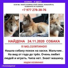 Подробнее об объявлении «Найдена собака кобель пес ищу хозяина Москва» Фото: найдена собака Сибирская хаски «Найдена собака кобель пес ищу хозяина Москва» в г. Москва