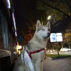 Подробнее об объявлении «Найдена собака лайка или хаски Краснодар» Фото: найдена собака  «Найдена собака лайка или хаски Краснодар» в г. Краснодар