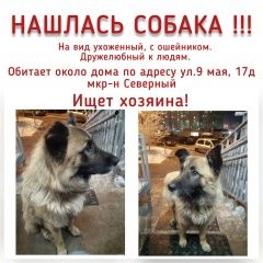 Подробнее об объявлении «Найдена собака Красноярск» Фото: найдена собака  «Найдена собака Красноярск» в г. Красноярск