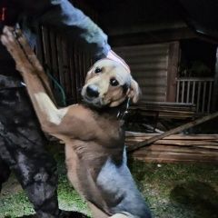Подробнее об объявлении «Найдена собака кобель Старая Русса» Фото: найдена собака Среднеазиатская овчарка «Найдена собака кобель Старая Русса» в г. Старая Русса