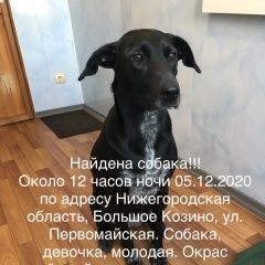 Подробнее об объявлении «Найдена собака ищем хозяина Большое Козино» Фото: найдена собака  «Найдена собака ищем хозяина Большое Козино» в г. Большое Козино