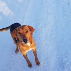 Подробнее об объявлении «Благовещенск (Башкирия) Найдена собака охотничья» Фото: найдена собака Гончая «Благовещенск (Башкирия) Найдена собака охотничья» в г. Благовещенск (Башкирия)