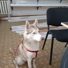 Подробнее об объявлении «Найдена собака Краснодар» Фото: найдена собака  «Найдена собака Краснодар» в г. Краснодар