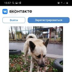 Подробнее об объявлении «Найдена собака кобель Чехов» Фото: найдена собака  «Найдена собака кобель Чехов» в г. Чехов